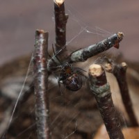 Steatoda grossa female