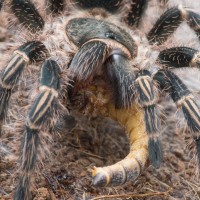 G. pulchripes close up feeding