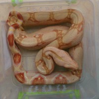 BCI Sharp Albino