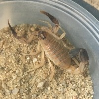 5i female Androctonus australis hector (Moroccan)