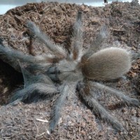 M. balfouri juvenile