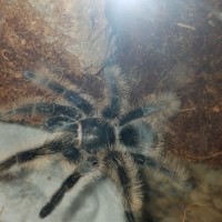 Brachypelma albopilsum