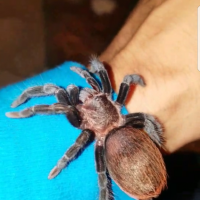 Brachypelma vagans