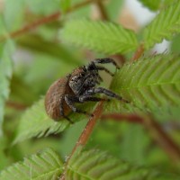 Found a cute little jumper in the backyard =)