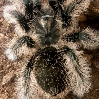 B. albopilosum