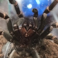 Brachypelma Auratum Sexing