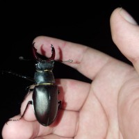 Lucanus cervus