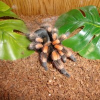 B. hamorii freshly molted