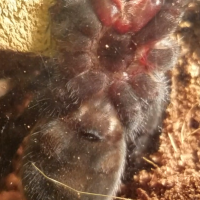 Brachypelma Vagens