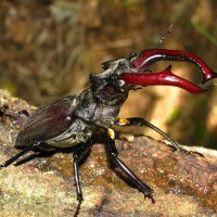 Lucanus cervus cervus (Linnaeus, 1758)