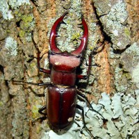 Lucanus  elaphus