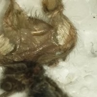 Brachypelma schroederi -> female?