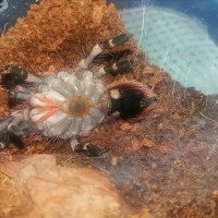 A. Geniculata m or f ?