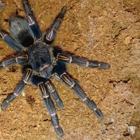 Thrixopelma lagunas