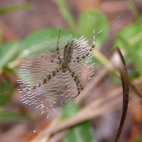 Argiope aurantia