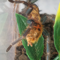 Chromatopelma cyaneopubescens