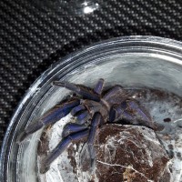 Chilobrachys sp. Dyscolus blue