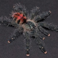 Avicularia variegata