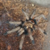 GBB Sling 1.5" DLS