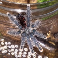 Am I a A. Avicularia