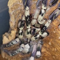 Freshly molted p vittata