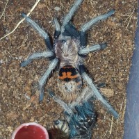 Chromatopelma cyaneopubescens