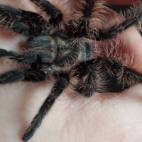 Daisy the B albopilosum