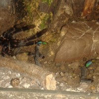 cleaning her hide