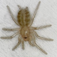 Heterothele villosella nymph