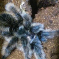 Brachypelma albopilosum