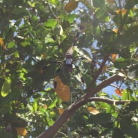 Golden Orb Weaver