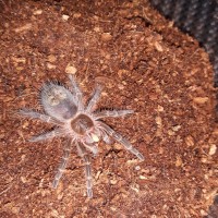 G.pulchripes