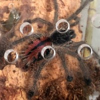 A. geroldi sling (video)