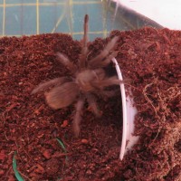 Aphonopelma sp Pinal Co AZ, marxi?