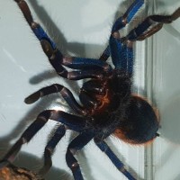 GBB sideways threat posture.