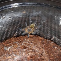 H.pulchripes