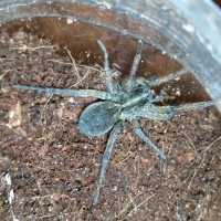 Wolf Spider of some sort