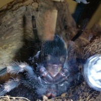 B. hamorii (smithi) 3"+