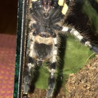 P.Regalis