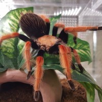 B. boehmei