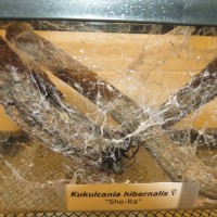 Kukulcania hibernalis Enclosure: Kritter Keeper