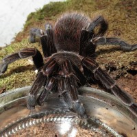 Sericopelma generala