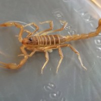 Scorpion in northern NV desert
