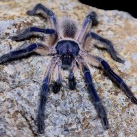 Monocentropus balfouri