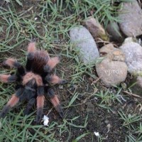 Brachypelma emilia