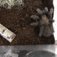 Texas tan tarantula?