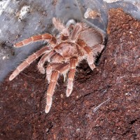 P.muticus