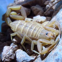 Gravid Bark Scorpion