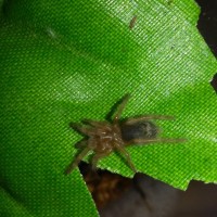 Was told it is Thrixopelma Sp. Black, is that wrong?