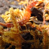 Lithobius Centipede